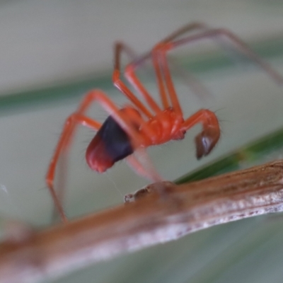 Unidentified Spider (Araneae) at Moruya, NSW - 6 May 2023 by LisaH