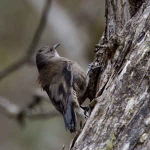 Climacteris erythrops at Cotter River, ACT - 4 Feb 2023