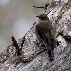 Climacteris erythrops at Cotter River, ACT - 4 Feb 2023 03:09 PM