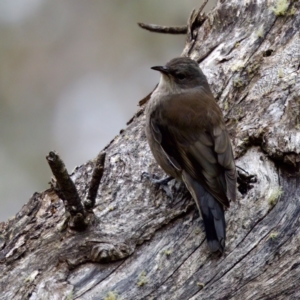 Climacteris erythrops at Cotter River, ACT - 4 Feb 2023