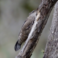 Climacteris erythrops at Cotter River, ACT - 4 Feb 2023