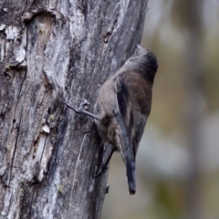 Climacteris erythrops at Cotter River, ACT - 4 Feb 2023