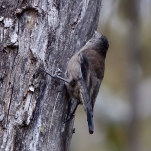 Climacteris erythrops at Cotter River, ACT - 4 Feb 2023