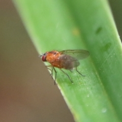 Unidentified True fly (Diptera) at Moruya, NSW - 5 May 2023 by LisaH