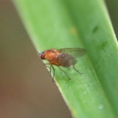 Unidentified True fly (Diptera) by LisaH