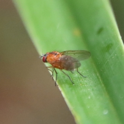 Unidentified True fly (Diptera) at Moruya, NSW - 5 May 2023 by LisaH