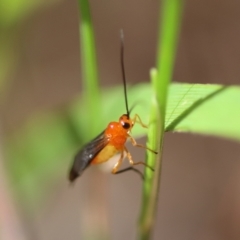 Unidentified Wasp (Hymenoptera, Apocrita) at Moruya, NSW - 6 May 2023 by LisaH
