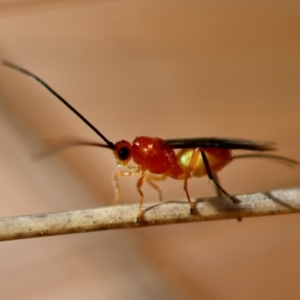 Ichneumonoidea (Superfamily) at suppressed - suppressed