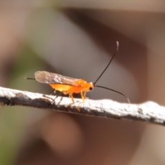 Ichneumonoidea (Superfamily) at suppressed - suppressed