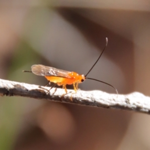 Ichneumonoidea (Superfamily) at suppressed - suppressed
