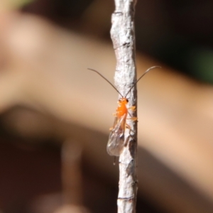 Ichneumonoidea (Superfamily) at suppressed - suppressed