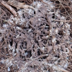 Unidentified Fungus at Moruya, NSW - 6 May 2023 by LisaH