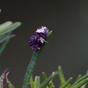 Eupselia aristonica at Tennent, ACT - 4 Feb 2023