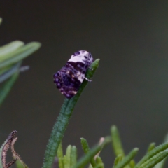 Eupselia aristonica (A Twig Moth) at Tennent, ACT - 4 Feb 2023 by KorinneM