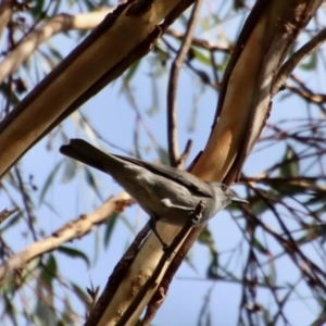 Colluricincla harmonica at Moruya, NSW - 6 May 2023