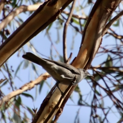 Colluricincla harmonica (Grey Shrikethrush) at Broulee Moruya Nature Observation Area - 6 May 2023 by LisaH