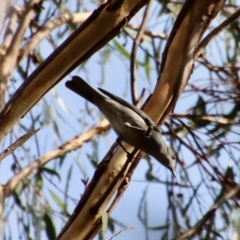 Colluricincla harmonica at Moruya, NSW - 6 May 2023