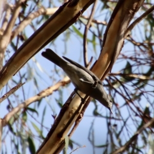 Colluricincla harmonica at Moruya, NSW - 6 May 2023