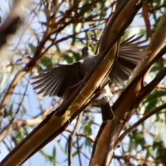 Colluricincla harmonica at Moruya, NSW - 6 May 2023