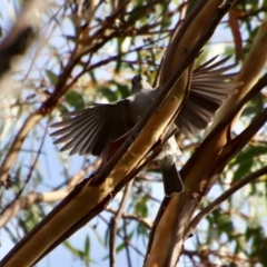 Colluricincla harmonica at Moruya, NSW - suppressed
