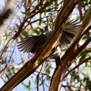 Colluricincla harmonica at Moruya, NSW - 6 May 2023