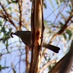 Colluricincla harmonica at Moruya, NSW - suppressed