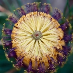 Banksia spinulosa (Hairpin Banksia) at Moruya, NSW - 6 May 2023 by LisaH