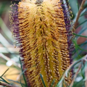 Banksia spinulosa at Moruya, NSW - suppressed