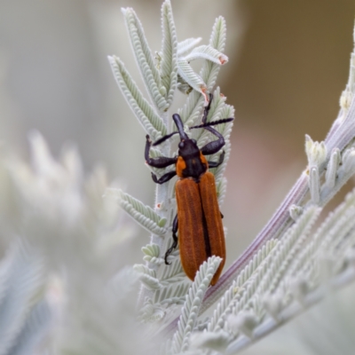 Rhinotia haemoptera (Lycid-mimic belid weevil, Slender Red Weevil) at Tennent, ACT - 4 Feb 2023 by KorinneM