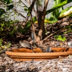 Malurus cyaneus (Superb Fairywren) at Penrose, NSW - 6 May 2023 by Aussiegall