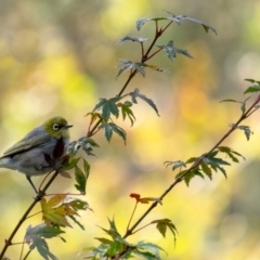 Zosterops lateralis (Silvereye) at Penrose, NSW - 6 May 2023 by Aussiegall