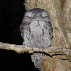 Podargus strigoides (Tawny Frogmouth) at Wellington Point, QLD - 5 May 2023 by TimL