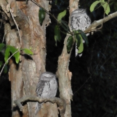 Podargus strigoides at Wellington Point, QLD - 5 May 2023