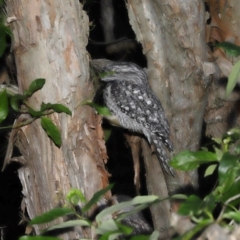 Podargus strigoides at Wellington Point, QLD - 5 May 2023