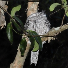 Podargus strigoides at Wellington Point, QLD - 5 May 2023