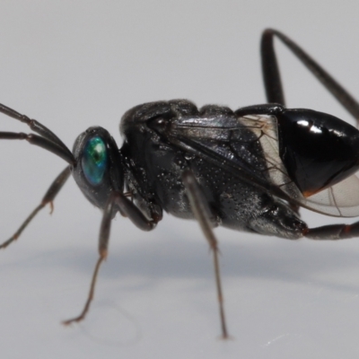 Acanthinevania sp. (genus) at Wellington Point, QLD - 5 May 2023 by TimL