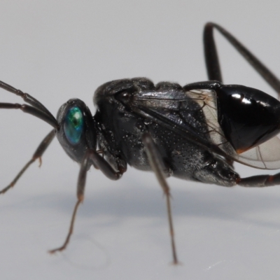 Unidentified Parasitic wasp (numerous families) at Wellington Point, QLD - 5 May 2023 by TimL