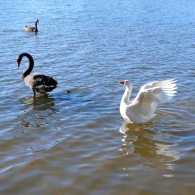 Anser anser (Greylag Goose (Domestic type)) at Gungahlin, ACT - 5 May 2023 by TrishGungahlin