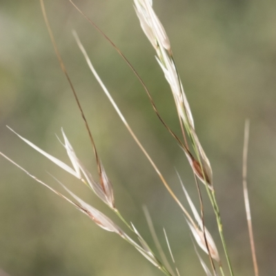 Austrostipa bigeniculata (Kneed Speargrass) at Illilanga & Baroona - 24 Apr 2020 by Illilanga