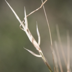 Austrostipa bigeniculata at Michelago, NSW - 24 Apr 2020