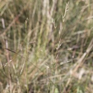 Austrostipa bigeniculata at Michelago, NSW - 24 Apr 2020