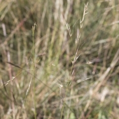 Austrostipa bigeniculata at Michelago, NSW - 24 Apr 2020