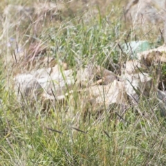 Austrostipa bigeniculata at Michelago, NSW - 24 Apr 2020