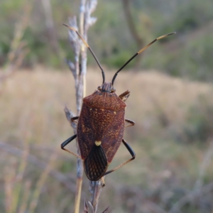 Poecilometis strigatus at Paddys River, ACT - 6 May 2023