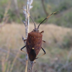 Poecilometis strigatus (Gum Tree Shield Bug) at Paddys River, ACT - 6 May 2023 by MatthewFrawley