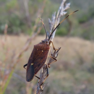 Poecilometis strigatus at Paddys River, ACT - 6 May 2023