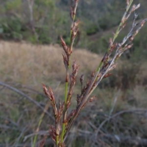 Lepidosperma laterale at Paddys River, ACT - 6 May 2023 01:46 PM