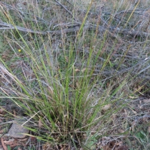 Lepidosperma laterale at Paddys River, ACT - 6 May 2023