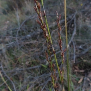 Lepidosperma laterale at Paddys River, ACT - 6 May 2023 01:46 PM