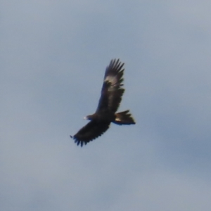 Aquila audax at Paddys River, ACT - 6 May 2023 01:58 PM